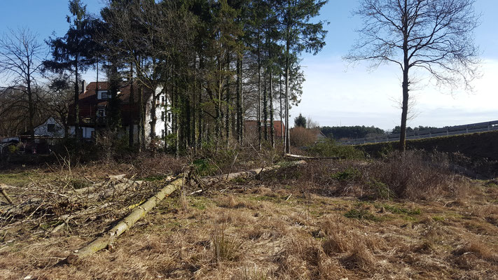Fräse im Einsatz auf einer Rodungsfläche mit feinem Bodenabtrag.