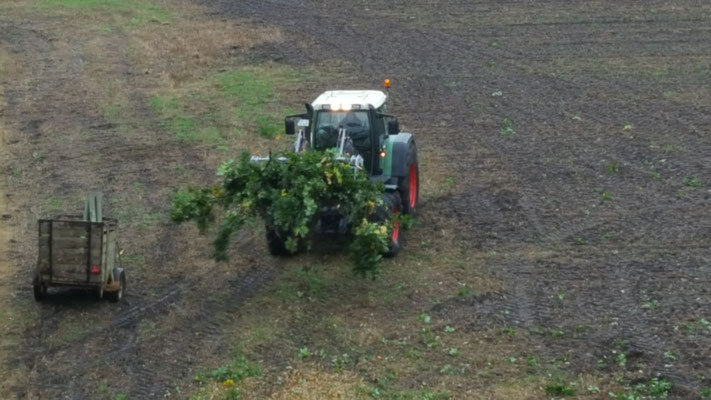 Aufgeräumte Waldfläche nach Rodung, Holzreste gestapelt.