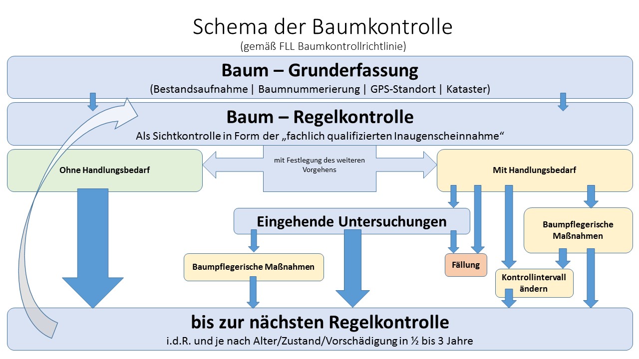 Schema der Baumkontrolle gemäß FLL-Baumkontrollrichtlinie (ArboristNRW / Heiner Löchteken).